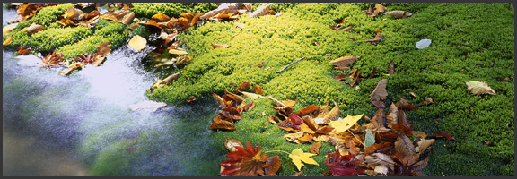 Personalize Your Windows 7 Experience: Hidden Themes | 40Tech